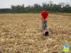 Vulnerabilidades e fragilidades do Sistema Plantio Direto