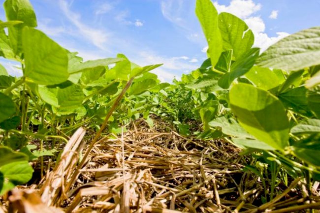 Plantio Direto: 50 anos do início do sistema que alavancou o Agro Brasileiro