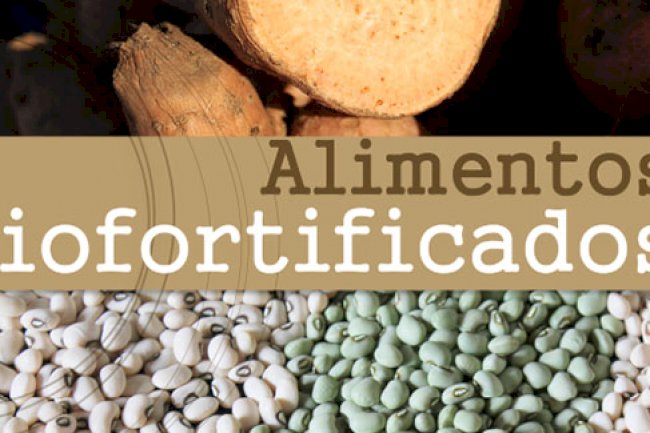 Alimentos biofortificados usando biotecnologia