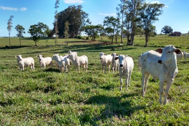 Integração Lavoura-Pecuária traz benefícios mesmo com adversidades climáticas