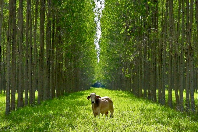 Nomes de peso da ILP no Cerrado brasileiro se encontram hoje ao vivo no YouTube