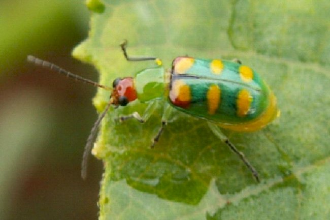 Produtor de hortaliças deve ficar alerta com o ataque da vaquinha verde-amarela
