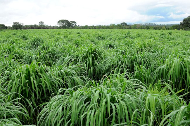 Nova cultivar de capim-andropogon apresenta maior produtividade em áreas de baixa fertilidade
