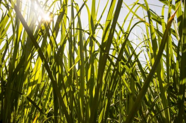 Novo centro da FAPESP tem a missão de reduzir emissões e aumentar o sequestro de carbono na agricultura