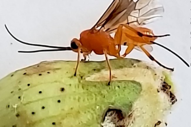 Controle biológico de pragas do algodoeiro no Brasil