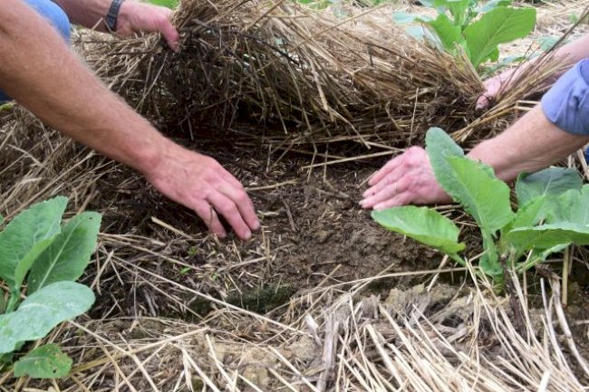 Dia Nacional da Conservação do Solo: conheça políticas públicas que ajudam o agricultor a proteger esse recurso natural