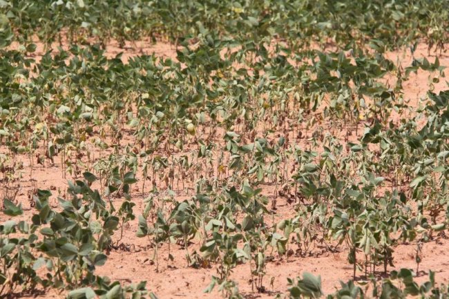 Especialistas discutem melhorias na gestão de risco climático na agricultura