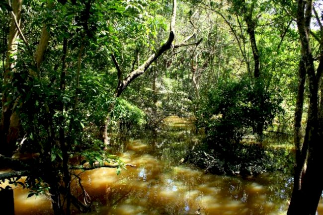 Embrapa cria Rede de Restauração de Ecossistemas