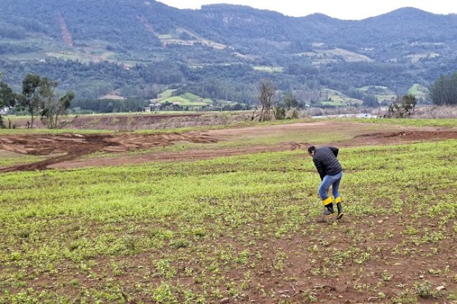 Uso de plantas para recuperação de solos atingidos é tema de nova nota técnica