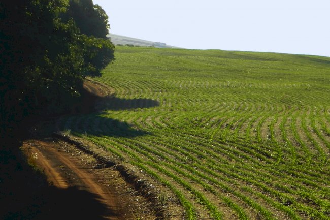 Plantio direto: o novo paradigma da agronomia 