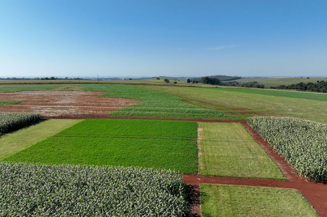 Plantar ou produzir? A escolha invisível que pode salvar o clima
