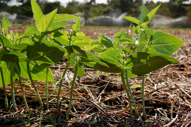 A literacia ecológica do Sistema Plantio Direto:  percepção e prática regenerativa na agricultura