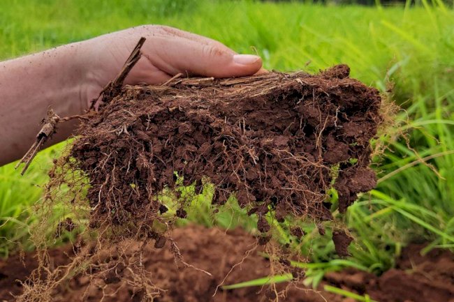 Ciência do Solo: a base invisível da sustentabilidade da agricultura brasileira 