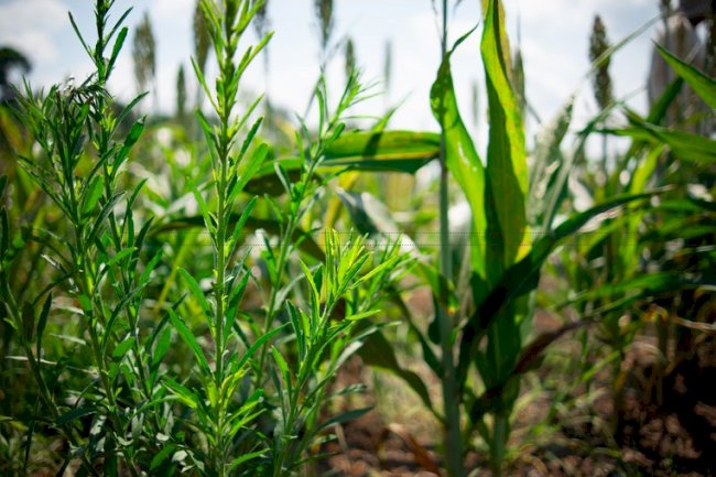 Plantas daninhas resistentes aparecem com a expansão das lavouras