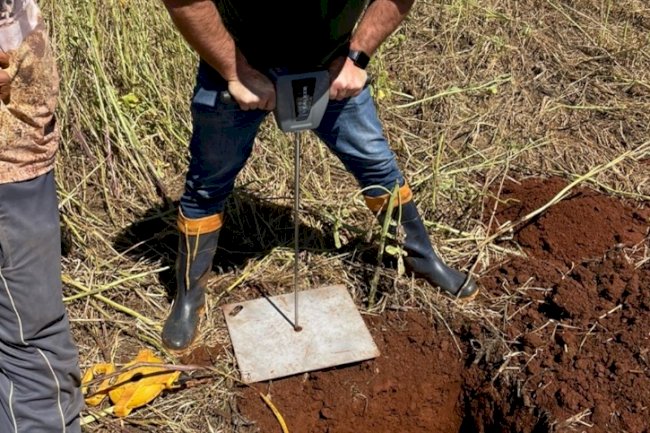 Produtores colhem 35 t/ha de silagem e recuperam solo compactado 