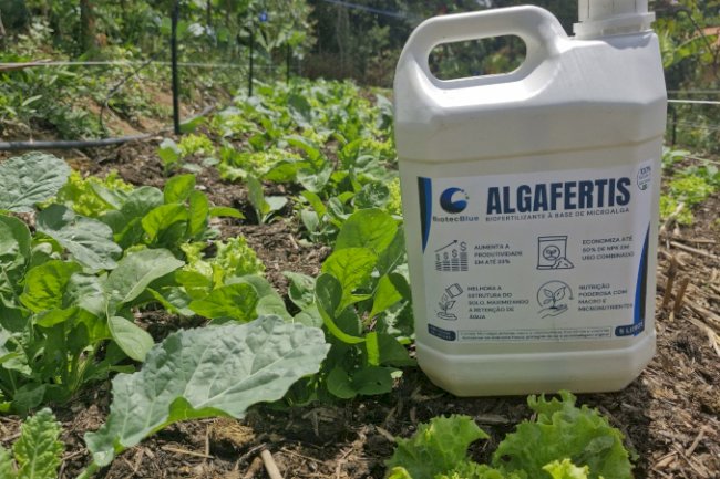 Bioinsumo à base de microalgas pode reduzir a dependência de fertilizantes agrícolas