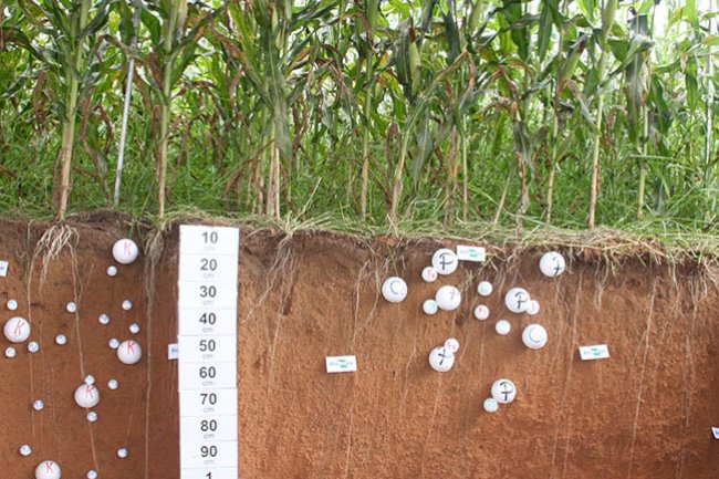 Novo modelo calcula dinâmica de carbono na agricultura tropical