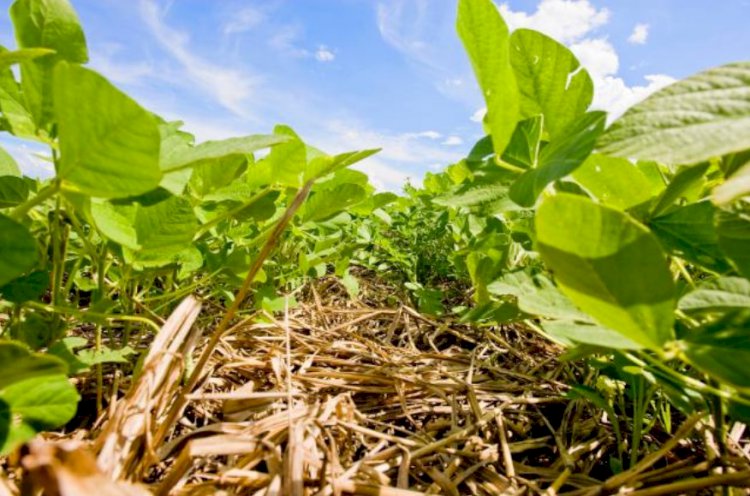 Plantio Direto: 50 anos do início do sistema que alavancou o Agro Brasileiro