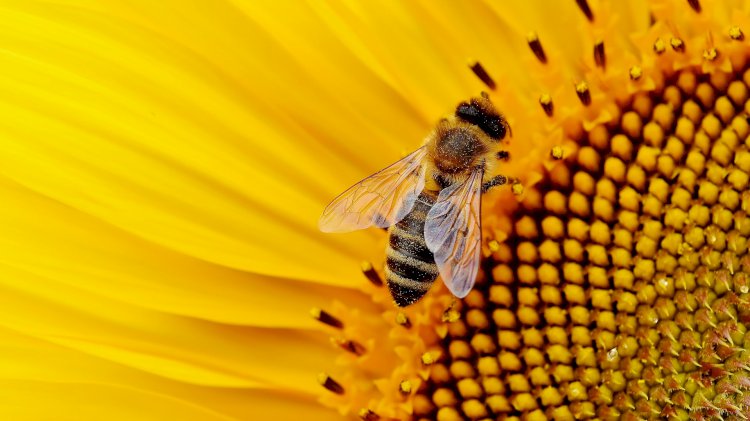 Sistema de informação contribui para proteção de abelhas no Paraná