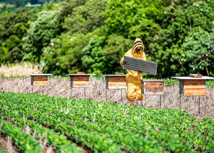 Trabalho vai definir protocolo para favorecer convivência entre abelhas e soja