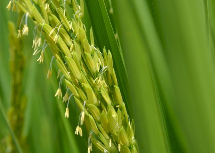 Pesquisa define melhor período para plantio do arroz irrigado no TO