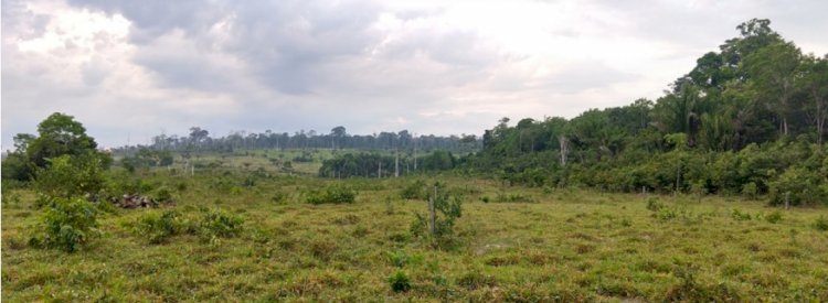 Manejo adequado de pastagens na Amazônia pode estimular a captura de metano pelo solo