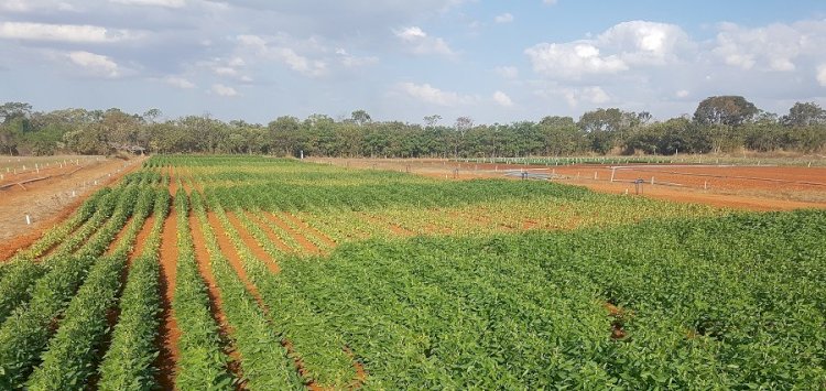 Evapotranspiração atual da cultura da soja no Cerrado