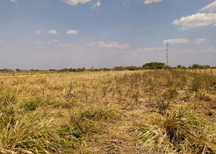 Consórcio de milho com capim colonião BRS Zuri reduz em cerca de 70% a infestação de plantas daninhas