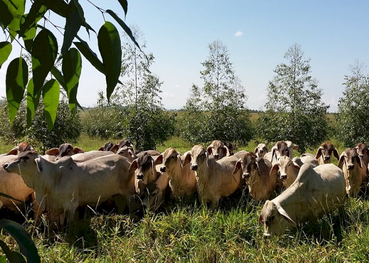 Árvores em sistemas ILPF neutralizam emissão de metano por bovinos no Cerrado Mineiro