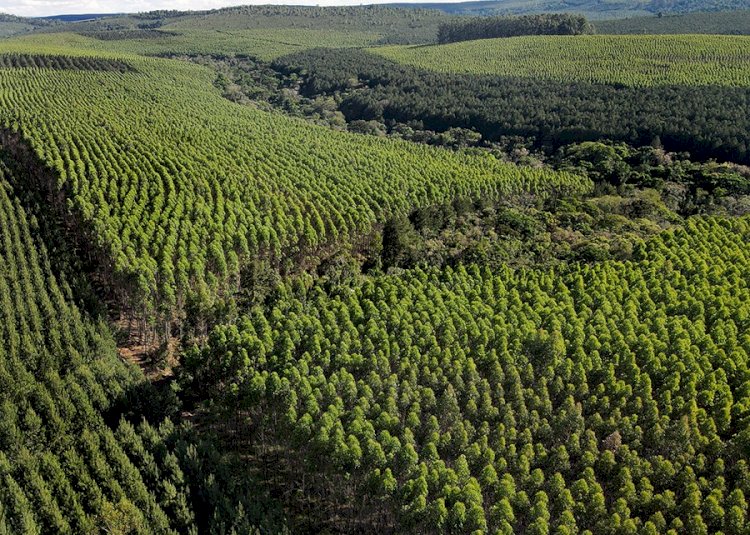 Ciência atualiza dados de estoque de carbono em plantios florestais