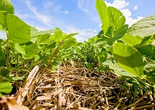 Transplante biológico entre plantas melhora produtividade de lavouras em até 30%