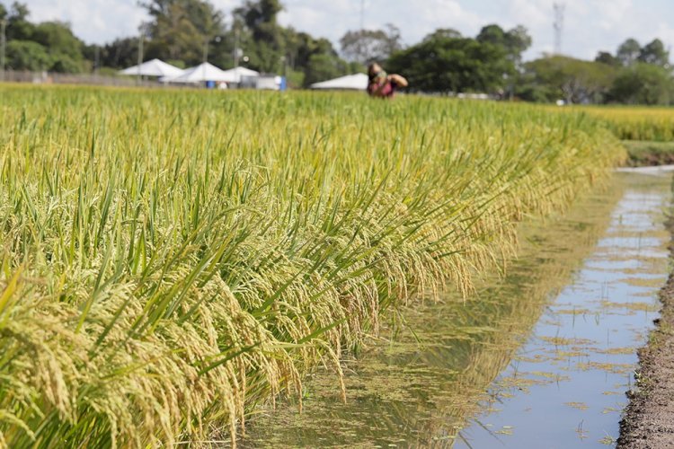 Pesquisadores desenvolvem arroz de ciclo precoce que consome 8% menos água