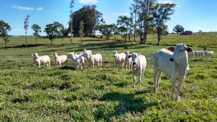 Integração Lavoura-Pecuária traz benefícios mesmo com adversidades climáticas