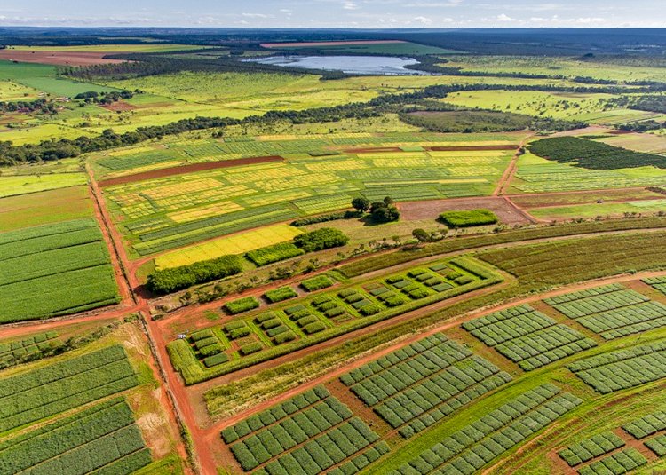 Consórcio com o milho aumenta a produção sustentável de cana-de-açúcar no Cerrado