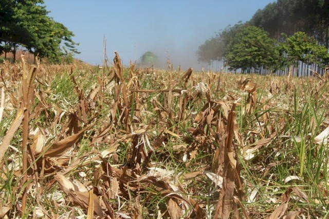 Novo zoneamento agrícola altera as janelas de plantio do consórcio milho-braquiária em MS