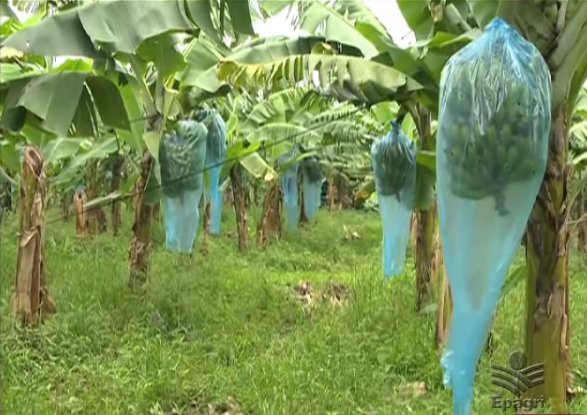 Banana em Sistema Plantio Direto é destaque na TV Epagri