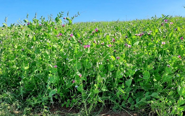 BRS Sulina: cultivar de ervilha é testada com sucesso para adubação verde e cobertura de solo