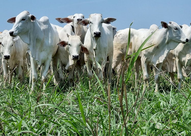 Com integração lavoura-pecuária, novo sistema intensifica a produção animal