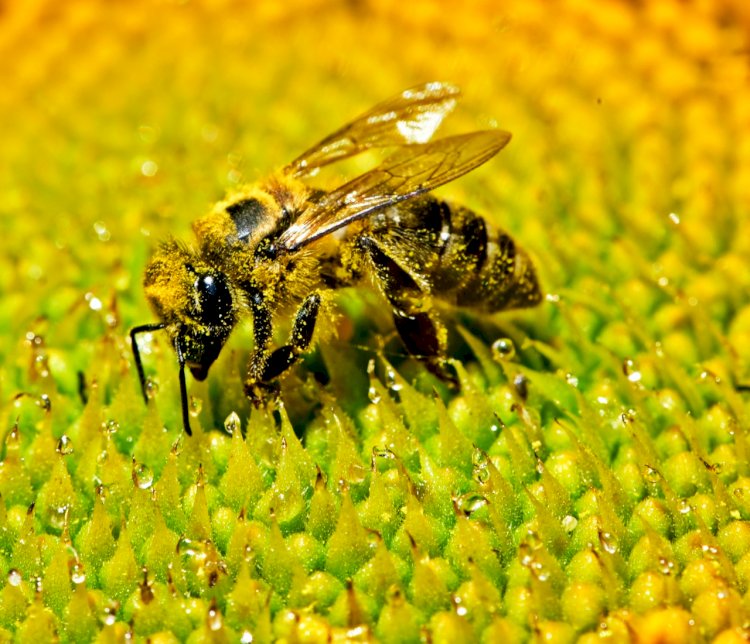 Telefones celulares prejudicam as abelhas?