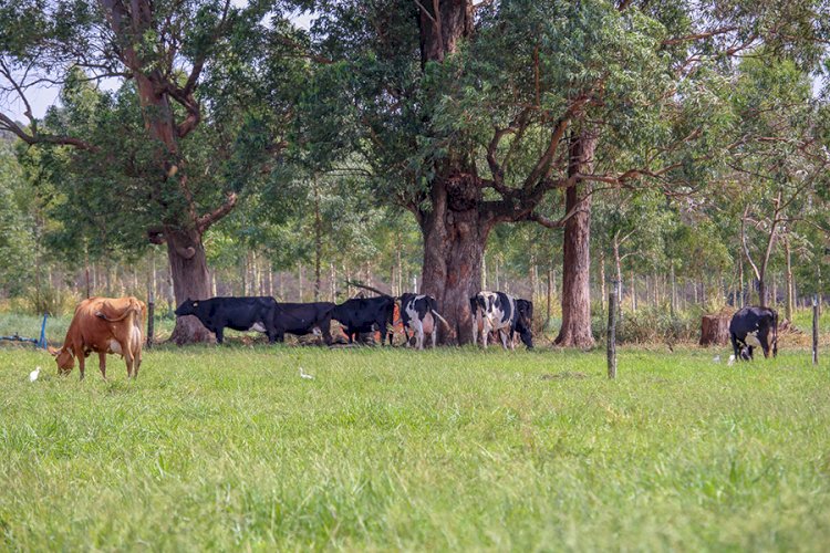 Estudo comprova que pecuária de leite no Brasil gera baixa emissão de carbono