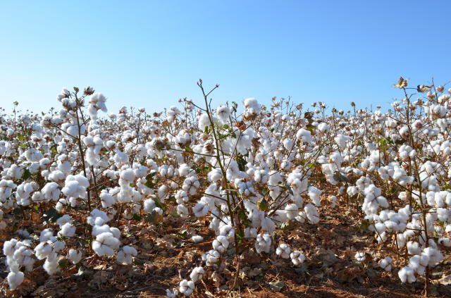 Semeadura direta do algodão incrementa carbono no solo