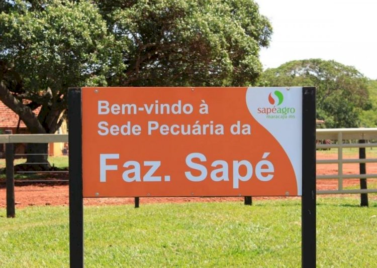 Caso de sucesso da Fazenda Sapé em ILP é tema de live nesta quarta, 14