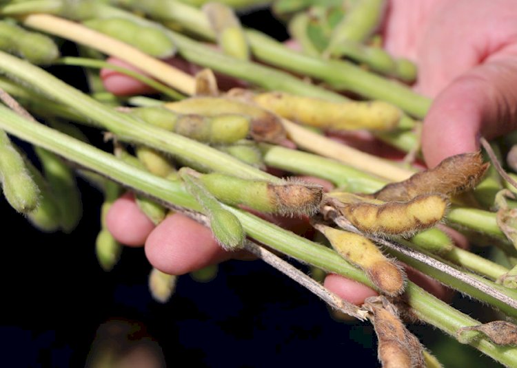 Cientistas avaliam fungicidas e cultivares para combater a podridão de grãos na soja