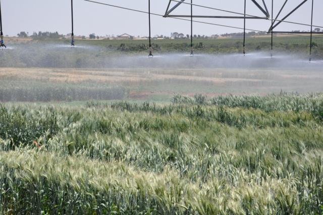 Uso de coeficientes de cultivo para trigo determinados localmente proporciona uso da água mais eficiente