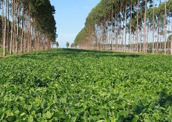 Palestra com produtores foca resiliência e rentabilidade da lavoura