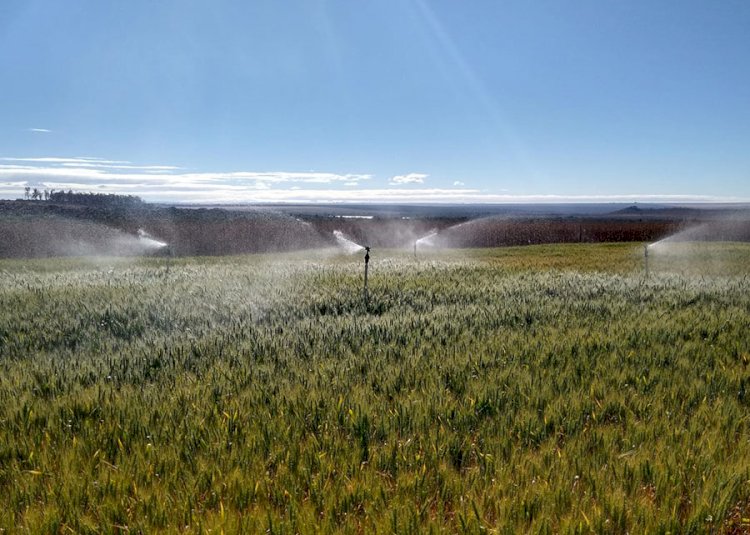 Pesquisa indica momento e quantidade de água ideais para irrigação do trigo no Cerrado