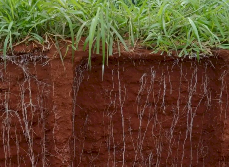Equilíbrio ecológico no Sistema Plantio Direto