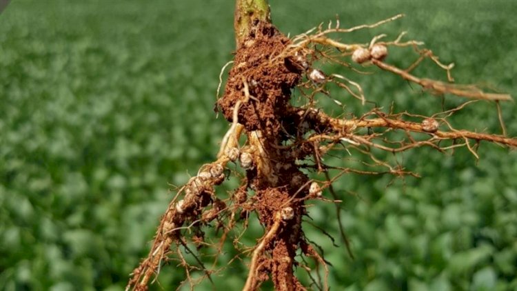 Crotalária ganha protagonismo na agricultura regenerativa