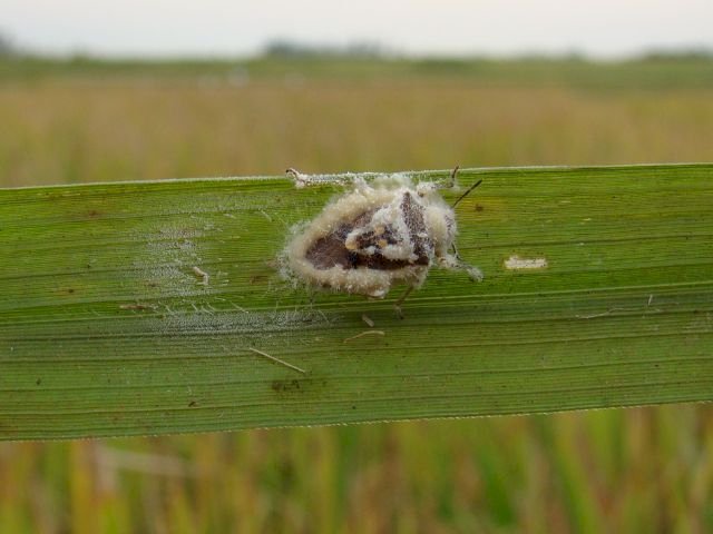 Fungo que ataca o percevejo pode se tornar o primeiro bioinsumo para controle biológico do arroz irrigado de SC
