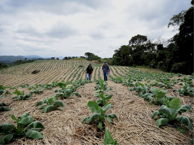 Sustentabilidade: como a Epagri contribui para reduzir o impacto do campo no aquecimento global